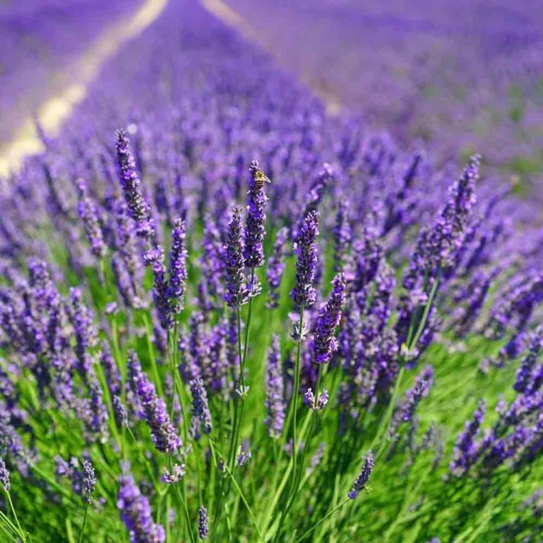 lavender for bees