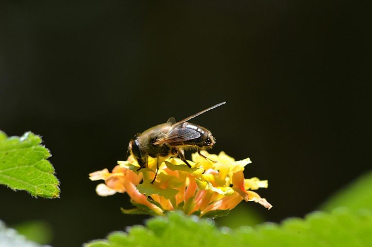 bumble bees