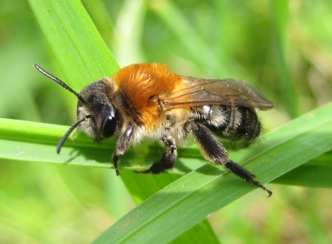 solitary bees