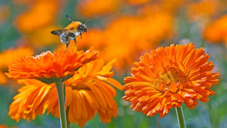 flowers for bees