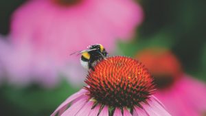 flowers for bees