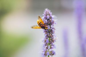 flowers for bees
